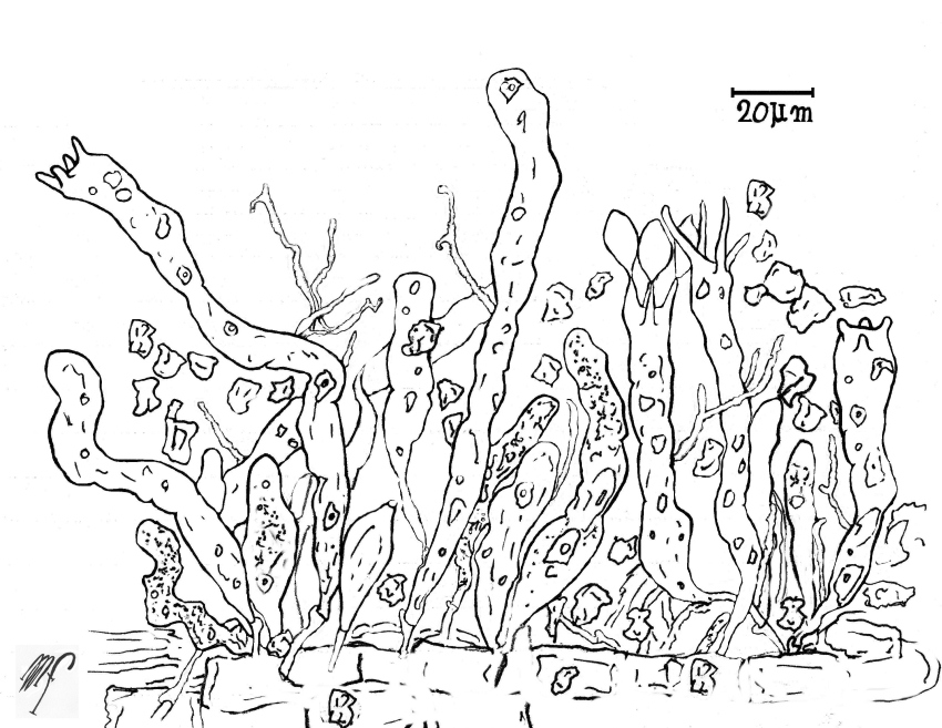 Arrasia rostrata Bernicchia, Gorjón & Nakasone
